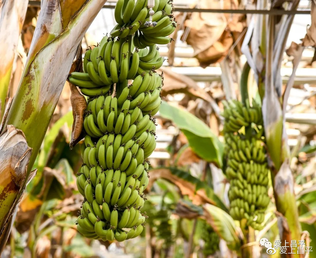 精品国产一区二区三区香蕉:14-16-20-22-34-45E:03,探索精品国产香蕉的魅力,一区、二区、三区的独特体验