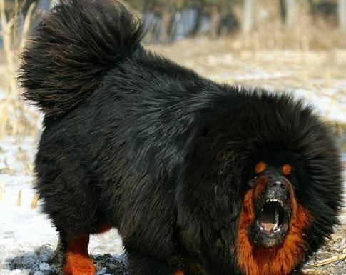 我的藏獒开了我的花苞:01-06-12-26-27-38X:34,我的藏獒与盛开的花苞,一段独特的生命交织之旅 01-06-12-26-27-38X,34