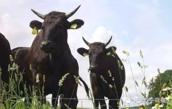 牛牛本精品99久久精品66:01-15-16-33-43-47M:16,牛牛本精品与久久精品,探索数字世界的独特魅力 66 01-15-16-33-43-47M与超越之路