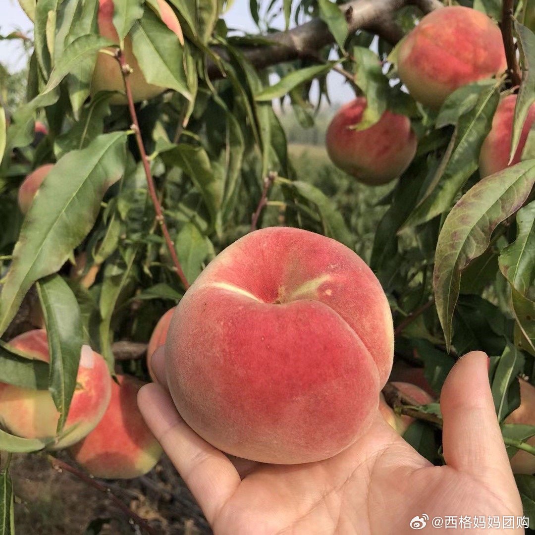 99久久99久久免费精品蜜桃:05-09-19-25-43-48M：05,探索蜜桃世界的奥秘，免费精品蜜桃体验之旅（05-09-19-25-43-48M）