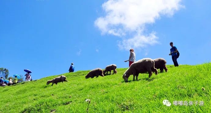 青青草原精品99久久精品66:11-18-19-27-28-31M:29,青青草原与精品世界的交融,探索99久久与66的无限魅力