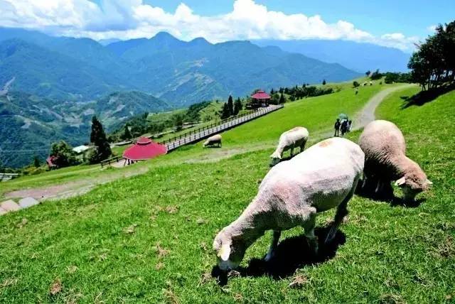 青青草原精品99久久精品66:11-18-19-27-28-31M:29,青青草原与精品世界的交融,探索99久久与66的无限魅力