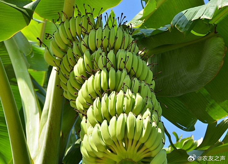 久久香蕉国产线看观看精品YW:06-16-20-28-41-43N:16,久久香蕉国产线,探索精品观看之旅