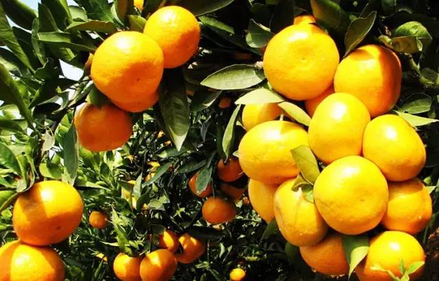 黄桃AV无码免费一区二区三区:08-13-19-27-35-37T:09,黄桃AV无码免费一区二区三区,探索与赏析(文章标题)