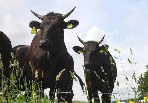 精品精品国产高清A毛片牛牛:16-19-26-28-31-40K:14,探索精品国产高清A毛片与牛牛,深度解析与体验分享