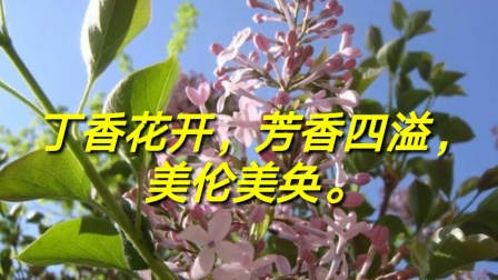 婷婷丁香六月激情综合在线人:14-20-21-25-38-46L:01,婷婷丁香六月激情综合在线的独特魅力