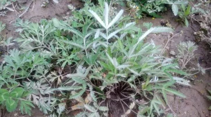 国产成人综合野草:20-32-37-38-44-49P:10,国产成人综合野草,探索与赏析(20-32-37-38-44-49P)