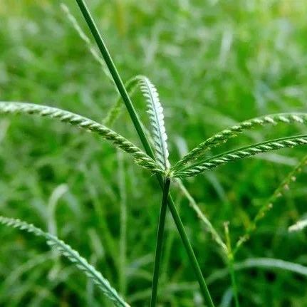 国产成人综合野草:20-32-37-38-44-49P:10,国产成人综合野草,探索与赏析(20-32-37-38-44-49P)