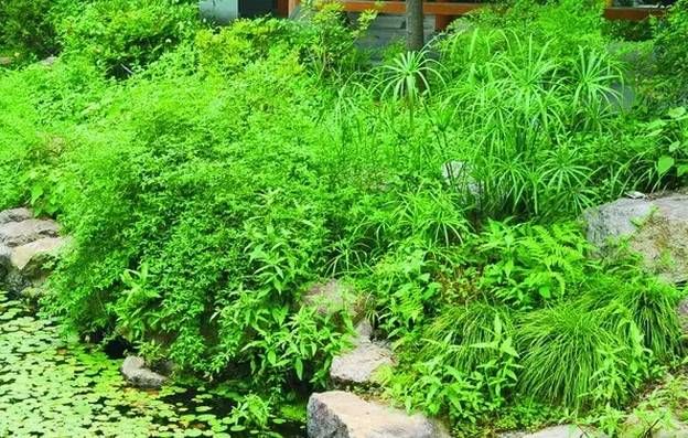 国产成人综合野草:20-32-37-38-44-49P:10,国产成人综合野草,探索与赏析(20-32-37-38-44-49P)