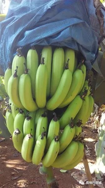 久久大香香蕉国产:03-11-15-31-43-45R:10,久久大香香蕉国产,探寻国产香蕉的魅力与独特之处