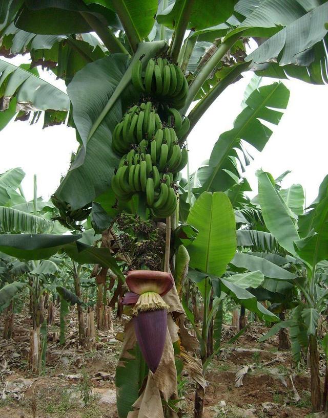 久久大香香蕉国产:03-11-15-31-43-45R:10,久久大香香蕉国产,探寻国产香蕉的魅力与独特之处