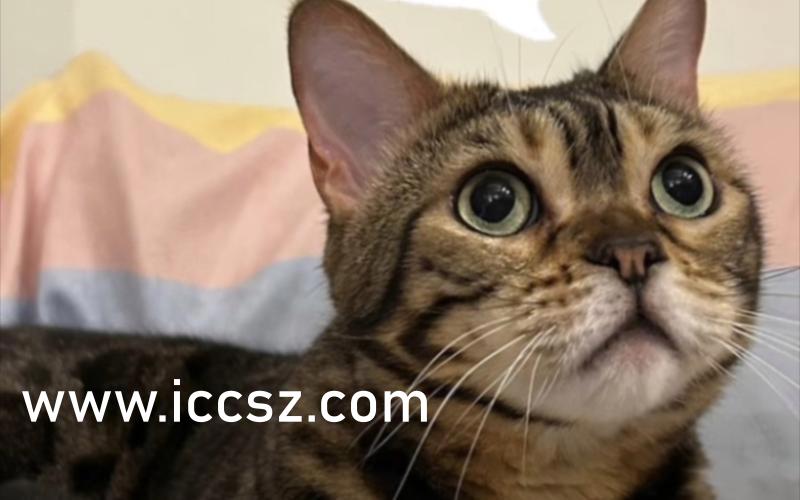 国产精品VA尤物在线观看:16-27-33-35-43-48X：38,国产精品VA尤物在线观看，探索中国影视文化的独特魅力