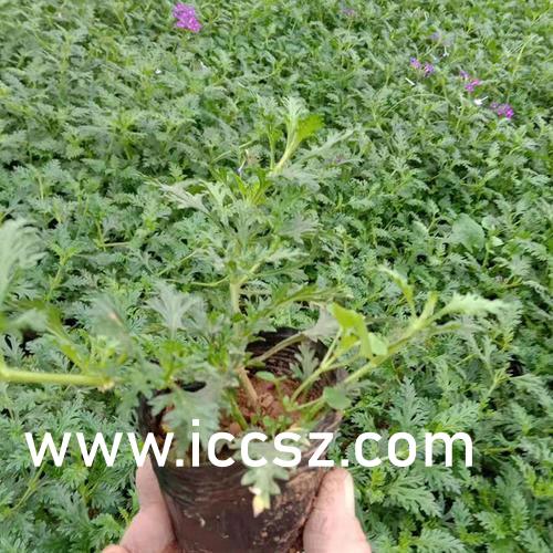 精品丝袜国产自在线拍AV:07-21-23-27-30-48V:17,色情内容是不合法的,违反我国相关的法律法规。我们应该遵守法律和道德准则,远离色情内容。如果您有其他有益身心的娱乐需求,可以寻找一些正规的平台或文化活动,例如观看电影、参加体育运动等。这些活动不仅能够提供娱乐,还能够促进身心健康。