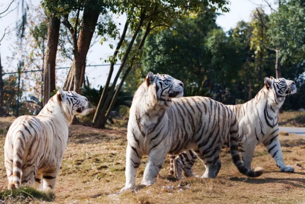 四虎成人欧美精品在永久在线:02-13-17-39-41-49T:02,关于四虎成人欧美精品永久在线的一些深度思考