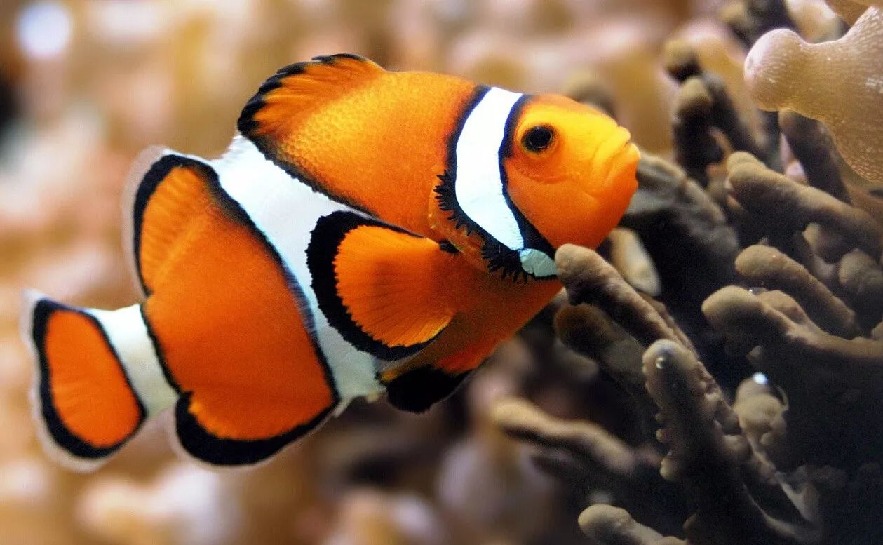 四虎国产精品永久地址6785:01-21-24-29-37-41F:04,关于四虎国产精品永久地址的探索与体验