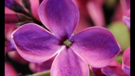 伊人狠狠色丁香婷婷综合动态图:18-19-29-31-38-43W:40,关于伊人狠狠色丁香婷婷综合动态图的探索与赏析