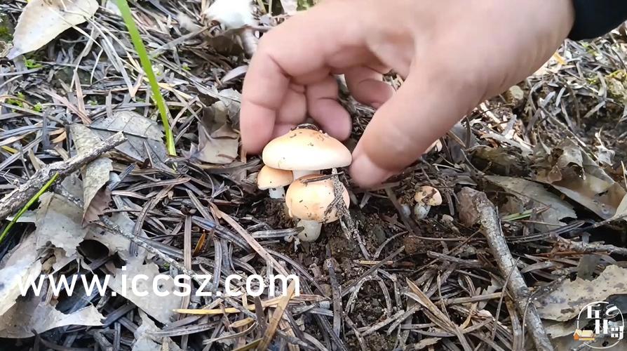 日韩AV无码免费大片BD:01-03-06-30-41-45L:35,日韩影视文化的探索,无码免费大片BD的魅力