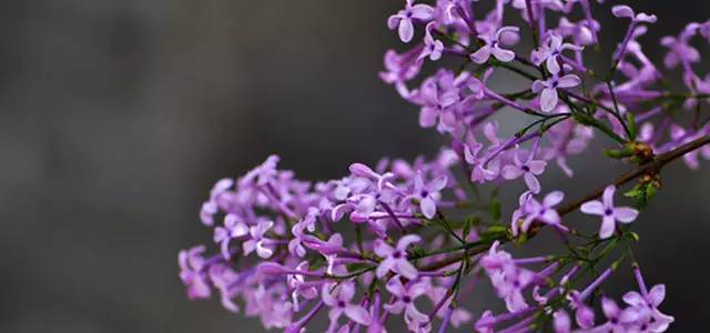 丁香六月久久婷婷开心:05-11-15-16-35-38V:37,丁香六月,久久婷婷的开心时光,一场关于爱与自然的美好邂逅