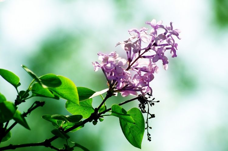 丁香六月久久婷婷开心:05-11-15-16-35-38V:37,丁香六月,久久婷婷的开心时光,一场关于爱与自然的美好邂逅