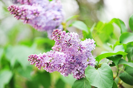 久久婷婷五月综合色丁香:11-13-36-40-42-46G:28,久久婷婷与五月的综合色丁香,一场缤纷的视觉盛宴(11-13-36-40-42-46G,28)