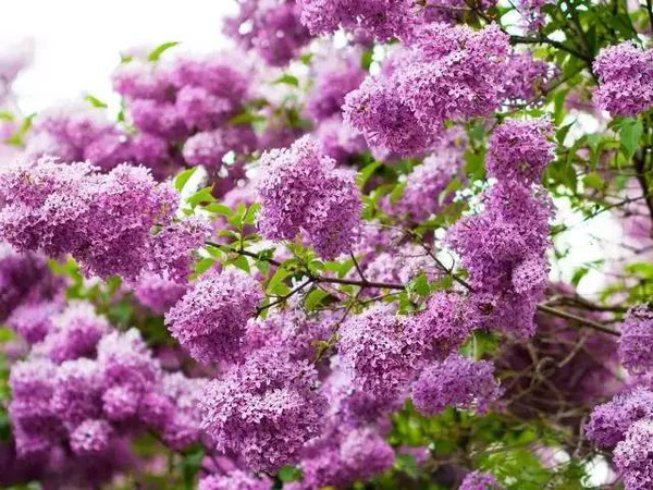 久久婷婷五月综合色丁香:11-13-36-40-42-46G:28,久久婷婷与五月的综合色丁香,一场缤纷的视觉盛宴(11-13-36-40-42-46G,28)