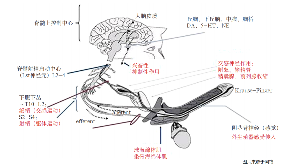 人体内射精一区二区三区:22-28-30-34-38-46A:02,关于人体射精区域及射精过程的探索,一区至六区深度解析与理解