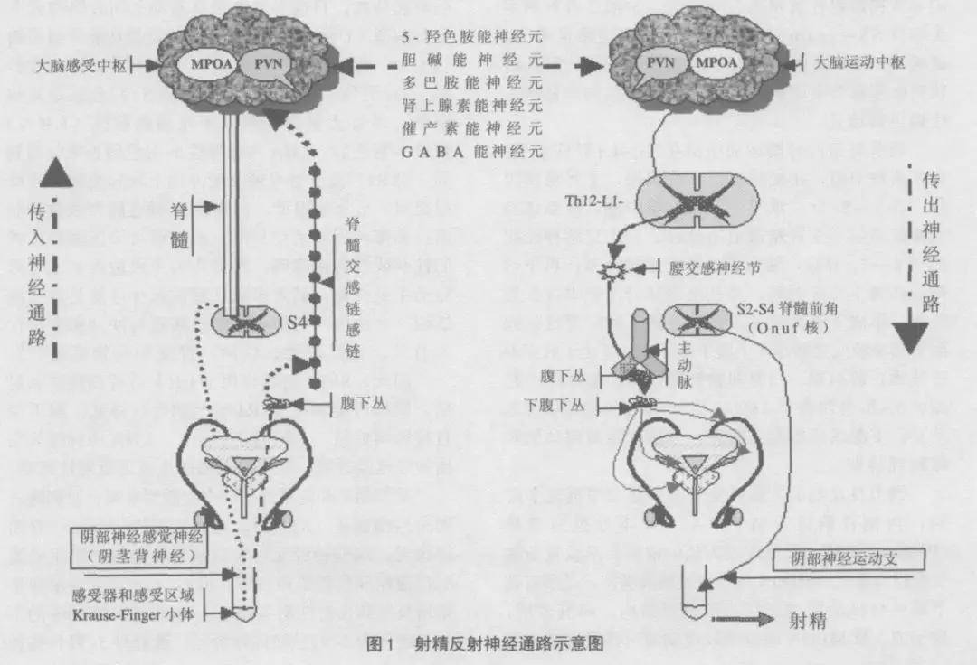 人体内射精一区二区三区:22-28-30-34-38-46A:02,关于人体射精区域及射精过程的探索,一区至六区深度解析与理解