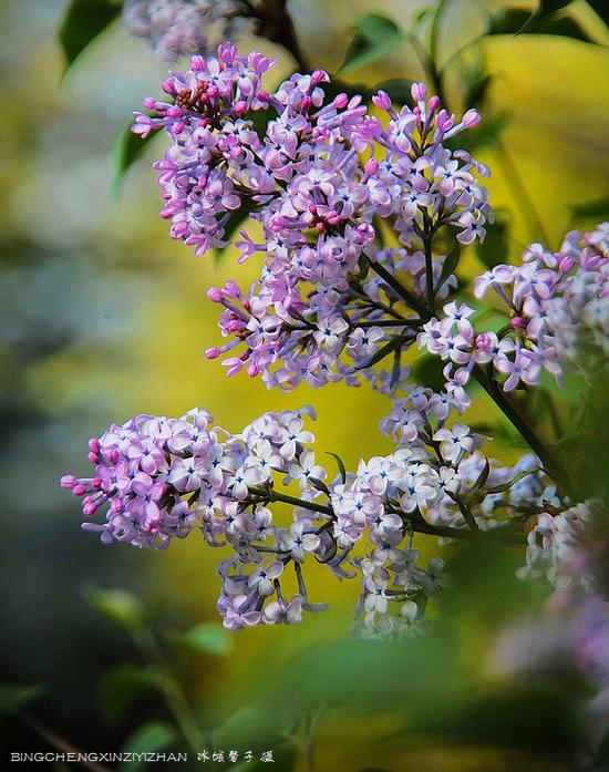 色婷婷婷亚洲综合丁香五月:03-23-29-30-37-46F:39,亚洲综合之美,色婷婷与丁香的五月绽放