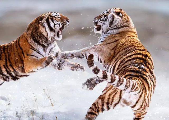 四虎成人精品无码永久在线:06-09-19-23-42-44N:43,关于四虎成人精品无码永久在线的一些探讨