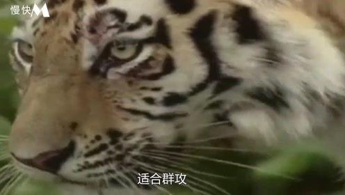 四虎成人精品无码永久在线:06-09-19-23-42-44N:43,关于四虎成人精品无码永久在线的一些探讨