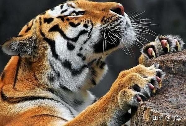 四虎成人精品无码永久在线:06-09-19-23-42-44N:43,关于四虎成人精品无码永久在线的一些探讨