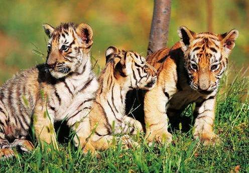 四虎国产精品成人免费久久:11-17-27-28-32-47N:24,关于四虎国产精品成人免费久久的探讨