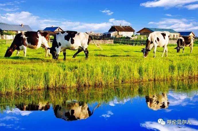 久久青青草原精品国产:09-13-22-26-29-47N:36,久久青青草原的精品国产魅力,一段跨越时空的视听盛宴