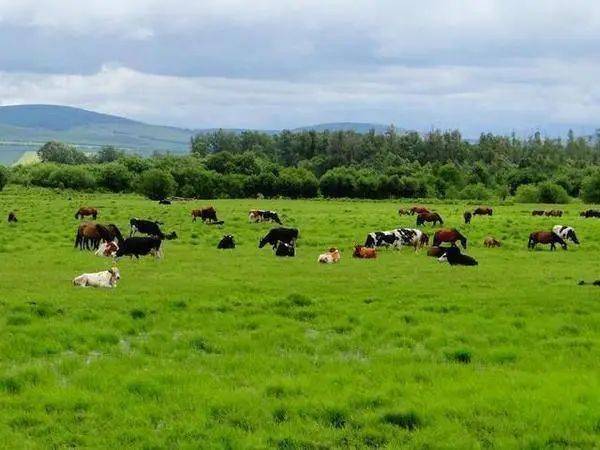 久久青青草原精品国产:09-13-22-26-29-47N:36,久久青青草原的精品国产魅力,一段跨越时空的视听盛宴