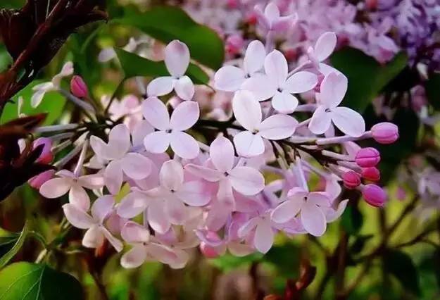 久久五月丁香激情综合:04-06-14-33-35-42M:38,久久五月丁香激情综合,一场时间的盛宴与数字的魅力