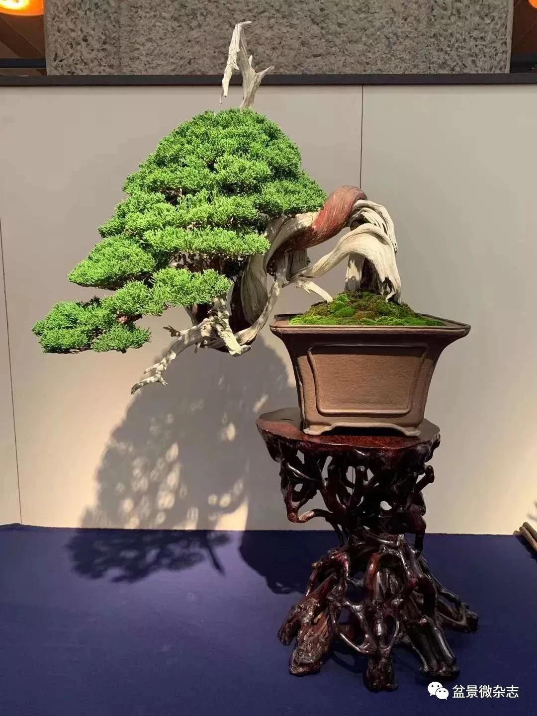 羊入虎口 第2页