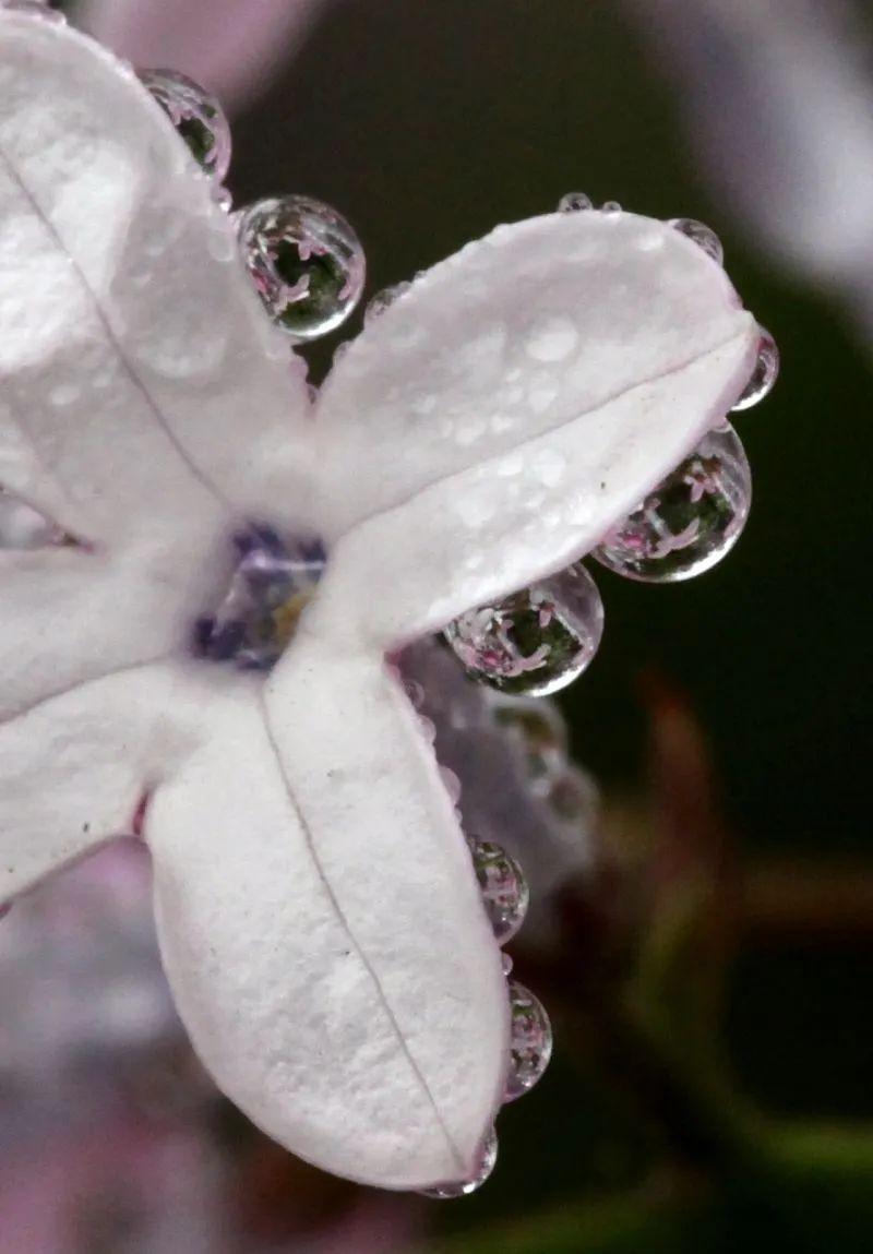 五月丁香久久综合网站:24-26-32-34-35-41M:04,五月丁香久久综合网站,探索数字背后的深层含义与体验之旅