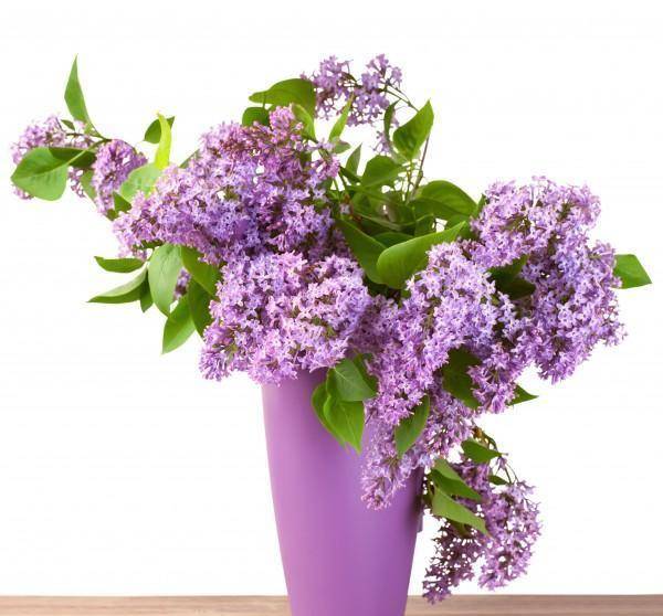 五月丁香拍拍激情综合:14-19-27-31-38-47J:25,五月丁香拍拍激情综合,一场充满生机与活力的盛宴(关键词,五月丁香、激情综合、数字密码)