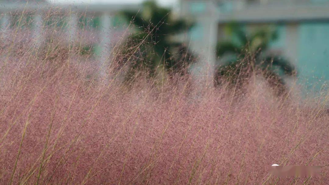 国产乱子伦60女人的皮视频:01-11-14-31-32-48R:06,探索国产乱子伦,聚焦60岁女性的皮视频现象