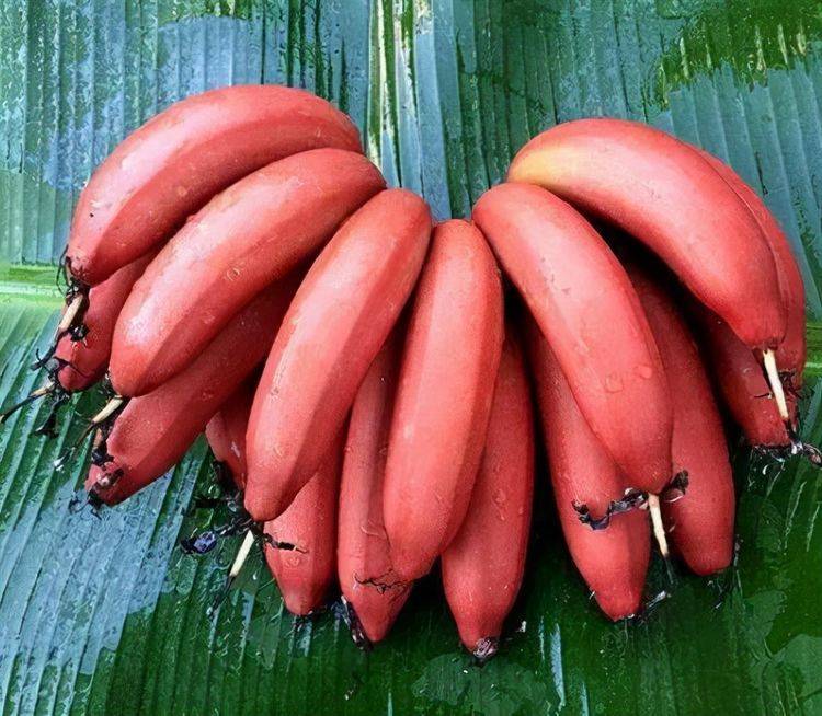 大香伊蕉在人线国产免费:04-11-29-38-42-46N：36,大香伊蕉与人线国产免费，探索数字时代的文化交融与娱乐新境界