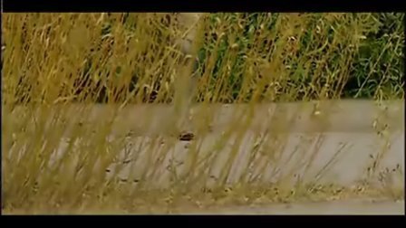 国产乱子伦午夜精品视频:12-14-27-33-48-49Y:41,关于国产乱子伦午夜精品视频的思考与探讨