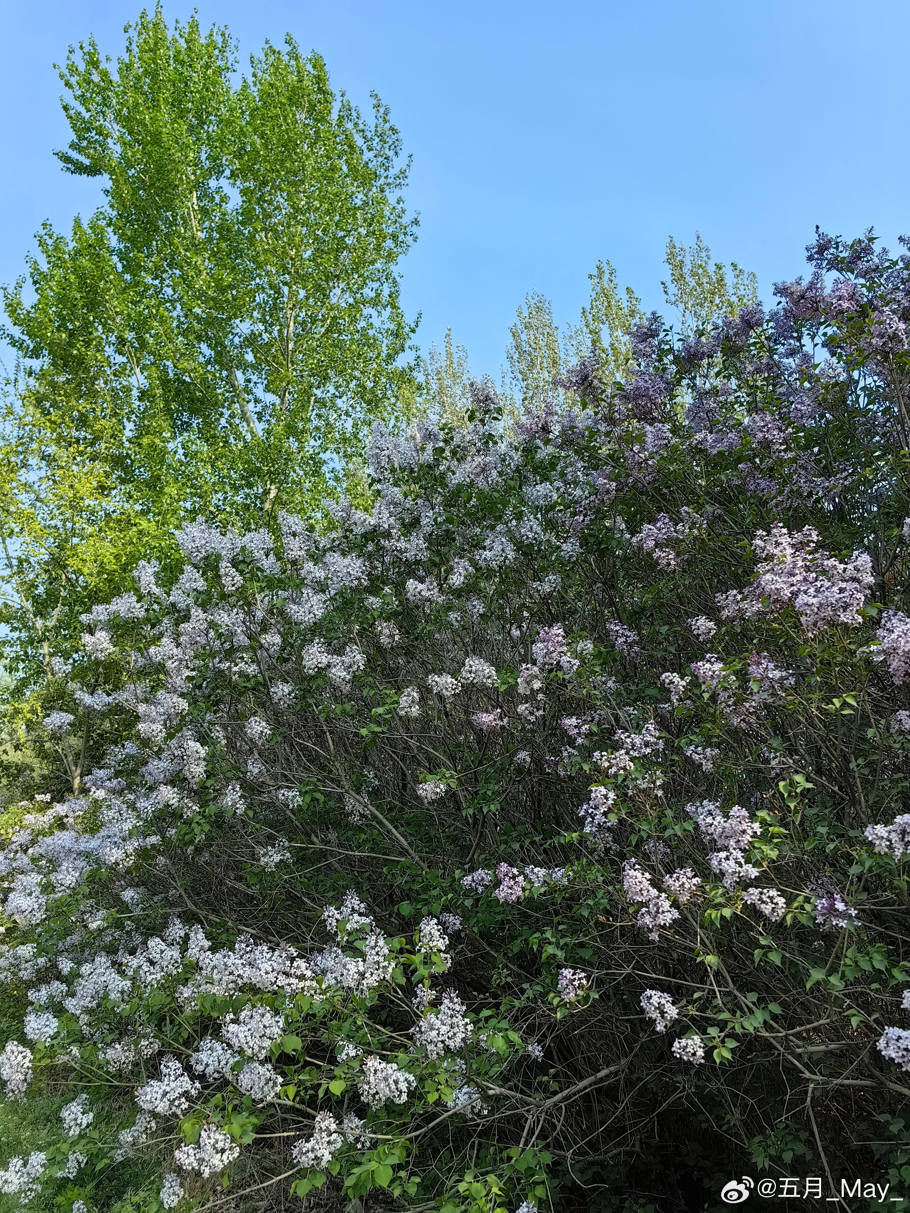 色五月五月丁香亚洲综合网:16-18-21-25-37-41G:18,色五月五月丁香与亚洲综合网,探索数字时代的文化交融与多元魅力