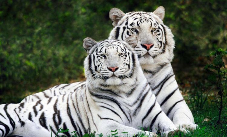 四虎成人精品国产永久免费:14-15-23-32-38-48N:49,探索四虎成人精品国产文化的魅力与价值