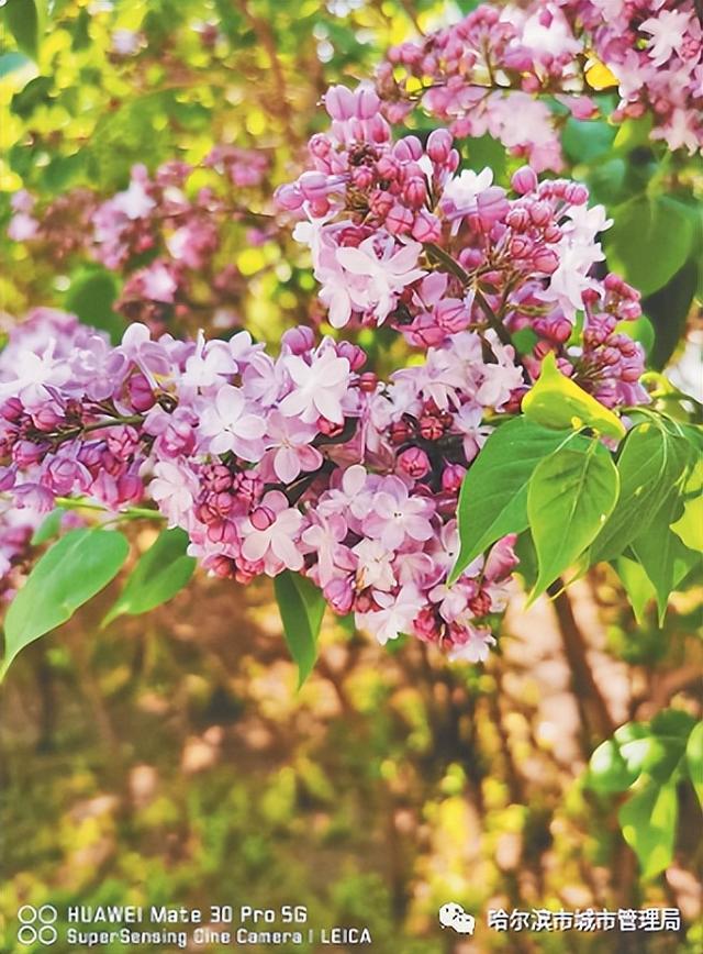 五月丁香六月综合缴清无码:01-02-16-29-41-47N:18,五月丁香与六月综合缴清,探索无码世界的奥秘与策略(关键词,01-02-16-29-41-47N,18)