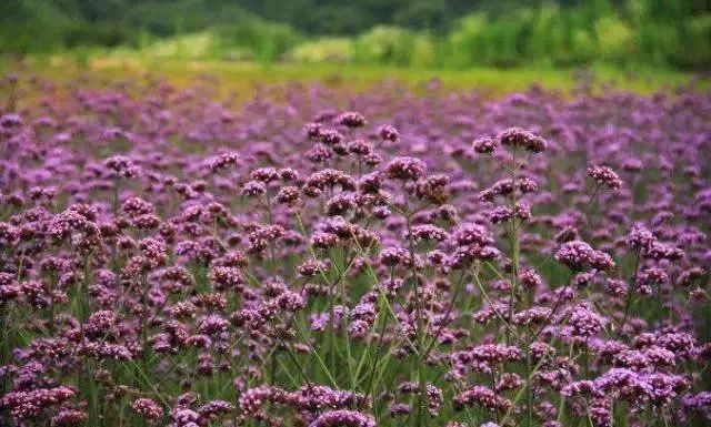 五月丁香六月综合缴情基地:01-10-12-15-22-46N:21,五月丁香与六月综合缴情基地,深度探索与独特体验(关键词,01-10-12-15-22-46N,21)