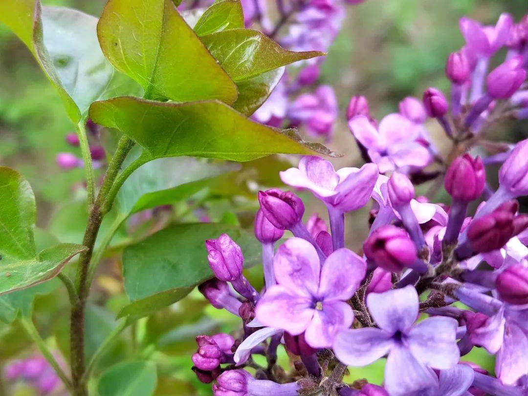 五月丁香啪啪激情综合色九色:20-21-26-35-40-41W:30,五月丁香啪啪激情综合色九色,探索激情与色彩的交织之美