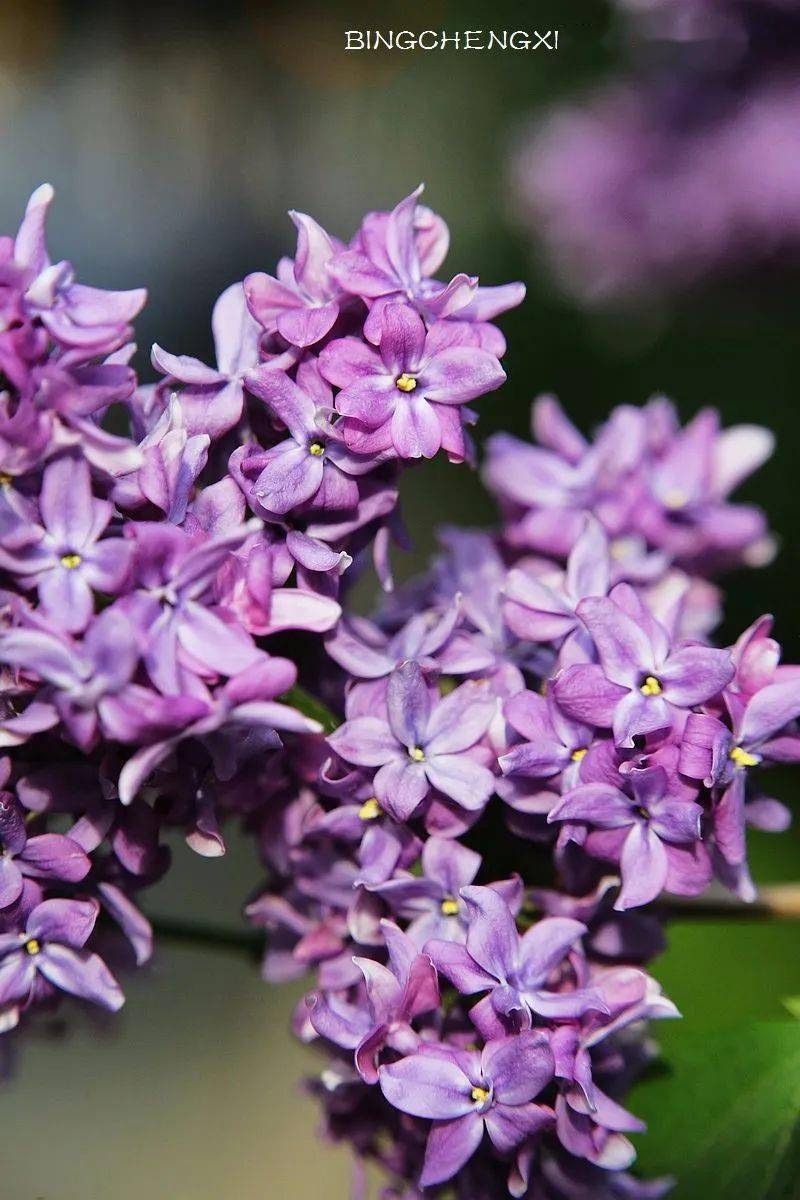 五月丁香啪啪激情综合色九色:20-21-26-35-40-41W:30,五月丁香啪啪激情综合色九色,探索激情与色彩的交织之美