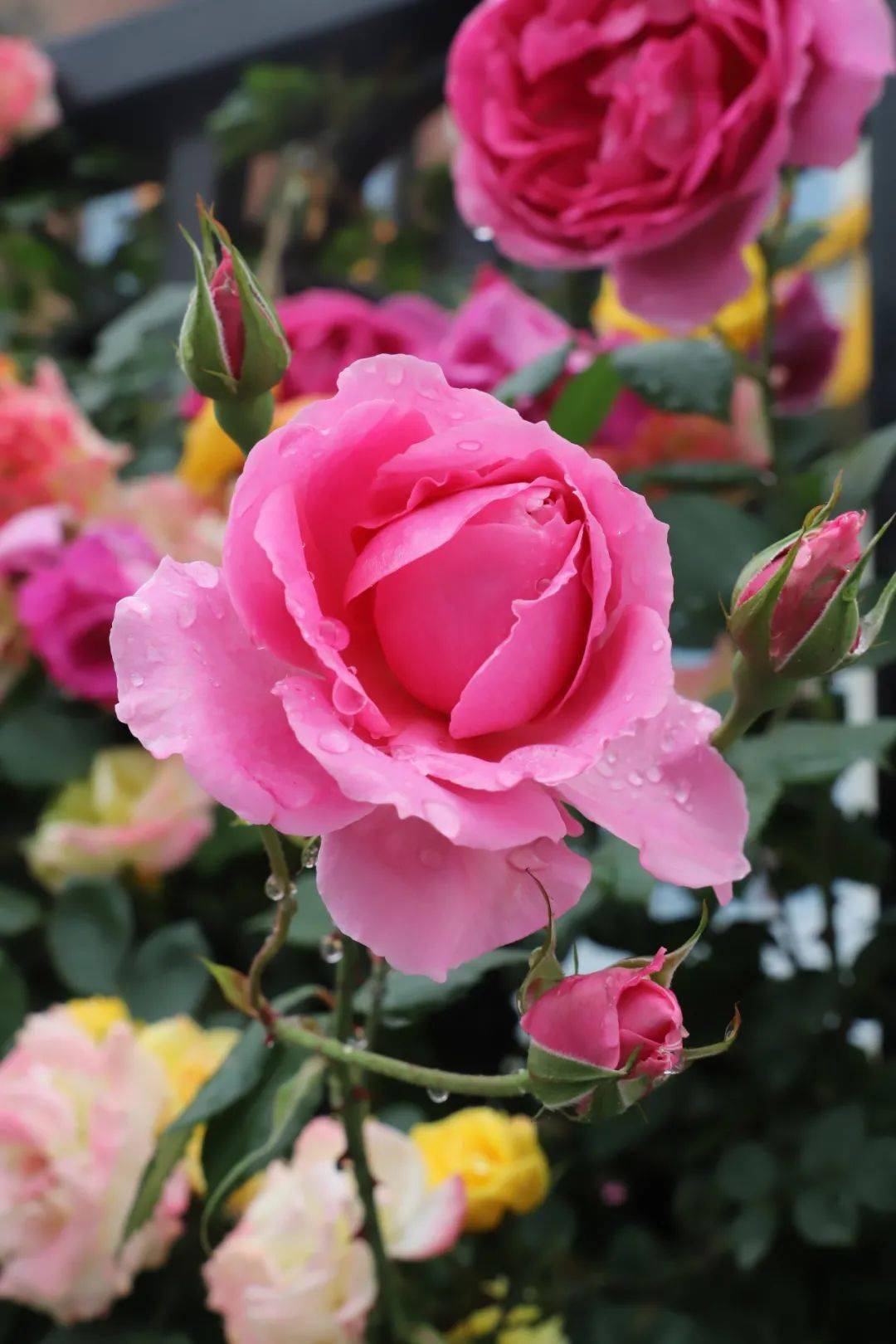 久久婷婷色综合一区二区:12-18-24-30-31-45B:41,久久婷婷色综合一区二区,探索数字背后的多彩世界