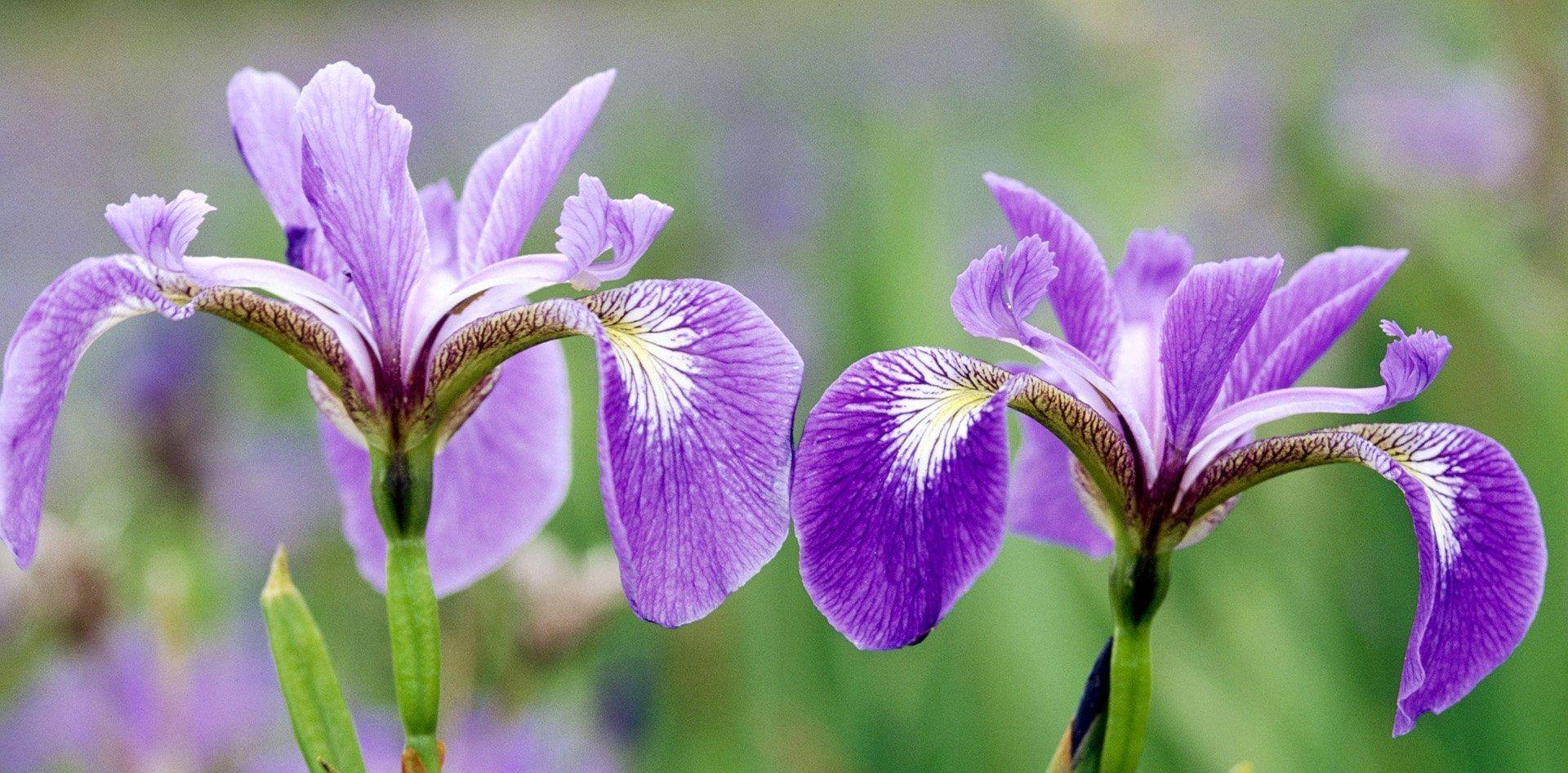 西西人体大胆瓣开下部毛茸茸:07-15-20-34-35-42B:20,西西人体探索,大胆瓣开下部毛茸茸的神秘面纱