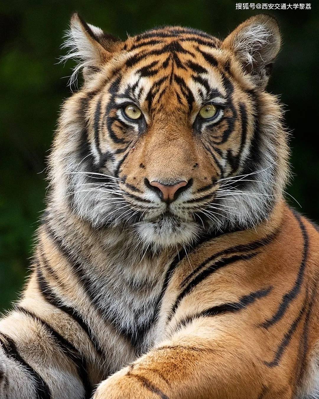 四虎永久在线精品免费下载:07-10-13-14-18-20C:41,四虎永久在线精品免费下载,探索数字时代的资源宝藏